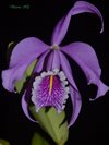 Cattleya maxima 